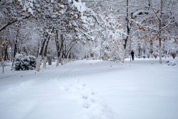 Snow tracks on Samarkand boulevard.