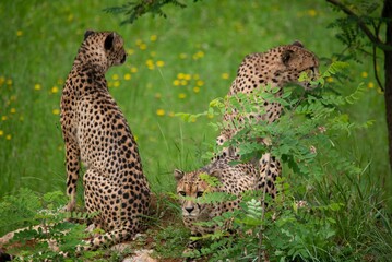 Male sibling cheetahs