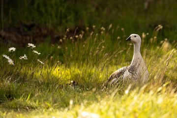 Closeup of a goose standing in a green field