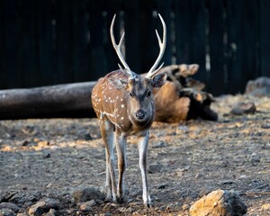 Wild Spotted deer (Chital deer) standing in a natural environment