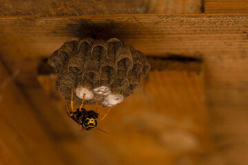 Summertime. A wild wasp is building a nest under the roof of a wooden barn. Construction of Wasp...
