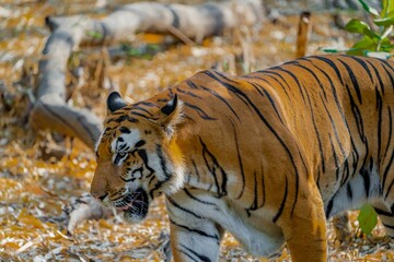 Large Bengal tiger walking across some grass and rocks