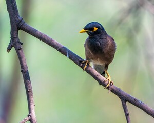 Indian Myna (Acridotheres tristis) perched atop a bare tree branch