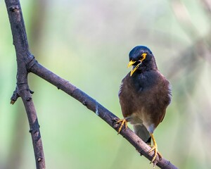Indian Myna (Acridotheres tristis) perched atop a bare tree branch