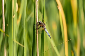 Selective focus shot of a scarce chaser dragonfly on a grass blade
