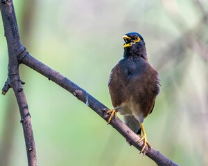 Indian Myna (Acridotheres tristis) perched atop a bare tree branch