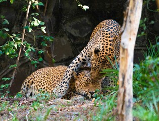 Two large leopards atop a verdant grassy landscape