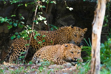Two large leopards atop a verdant grassy landscape