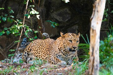 Beautiful leopard laying on the ground in a sunny setting
