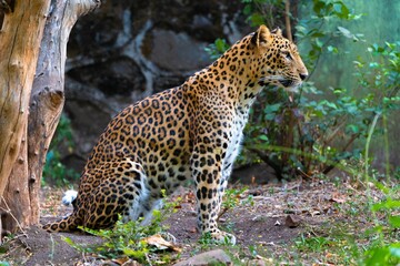 Naklejka na ściany i meble Beautiful and majestic leopard sitting in a natural grassy setting, surrounded by lush trees