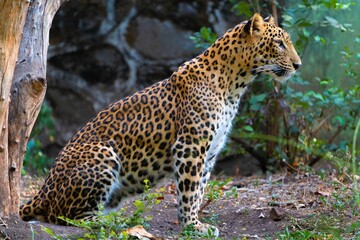 Fototapeta na wymiar Beautiful and majestic leopard sitting in a natural grassy setting, surrounded by lush trees