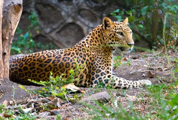 Beautiful and majestic leopard laying in a natural grassy setting, surrounded by lush trees