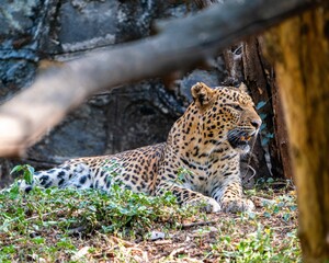 Beautiful and majestic leopard laying in a natural grassy setting, surrounded by lush trees