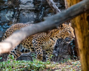 Majestic leopard walking in a grassy field, surrounded by lush foliage