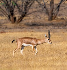 Beautiful brown and white striped gazelle walking gracefully in the field