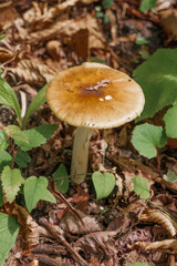 Forest mushrooms in the forest.
