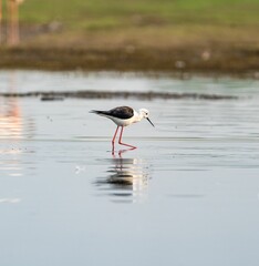 Single sandpiper standing in a shallow pond