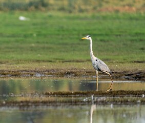 Gray Heron walking across the water's edge on top of a green field