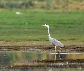 Gray Heron walking across the water's edge on top of a green field
