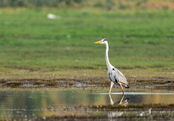 Gray Heron walking across the water's edge on top of a green field