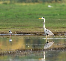 Gray Heron walking across the water's edge on top of a green field