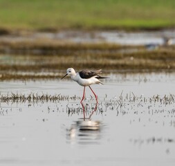 Single sandpiper standing in a shallow pond
