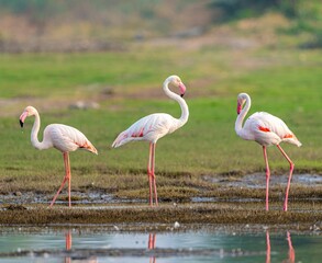 Flock of pink flamingos standing in a grassy meadow beside a tranquil lake