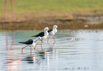 Group of sandpipers standing in a shallow pond