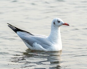 Single seagull floating in the water