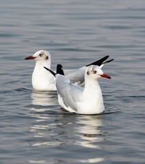 Two seagulls in motion against a tranquil ocean backdrop