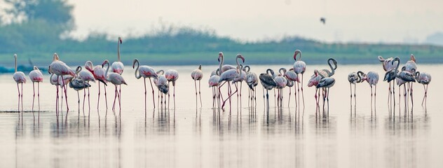 Flock of pink flamingos congregating in a shallow body of water - obrazy, fototapety, plakaty
