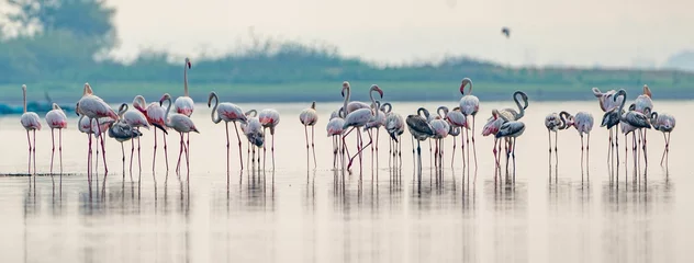 Tuinposter Flock of pink flamingos congregating in a shallow body of water © Mahadev Patil/Wirestock Creators