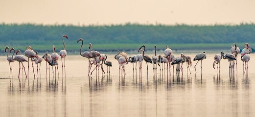 Flock of pink flamingos congregating in a shallow body of water
