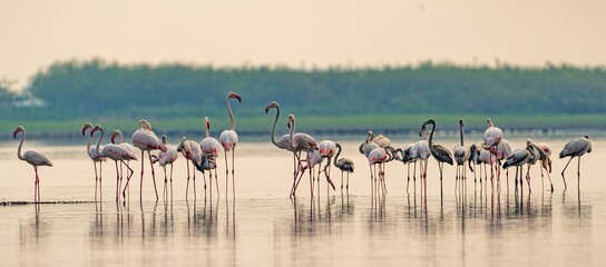 Flock of pink flamingos congregating in a shallow body of water - Powered by Adobe