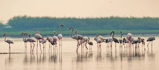 Fotobehang Flock of pink flamingos congregating in a shallow body of water © Mahadev Patil/Wirestock Creators