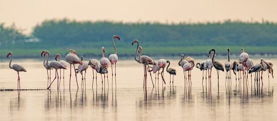 Flock of pink flamingos congregating in a shallow body of water