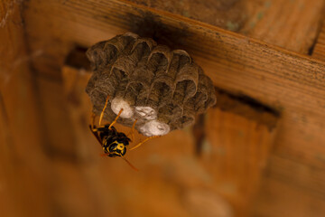Summertime. A wild wasp is building a nest under the roof of a wooden barn. Construction of Wasp nest. Nesting behavior. Habitat of wasps. Building process of nest