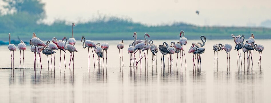 Flock of pink flamingos congregating in a shallow body of water
