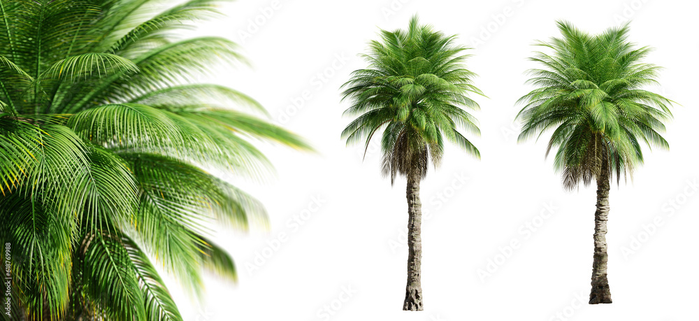 Wall mural phoenix rupicola tree (cliff date) palm trees isolated on transparent background and selective focus