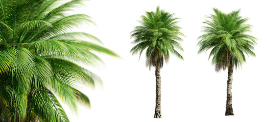 Phoenix Rupicola Tree (Cliff Date) palm trees isolated on transparent background and selective...