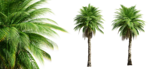 Phoenix Rupicola Tree (Cliff Date) palm trees isolated on transparent background and selective focus close-up. 3D render.