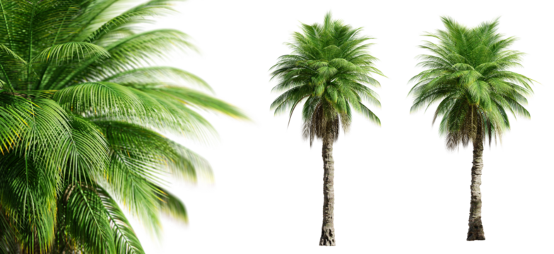 Phoenix Rupicola Tree (Cliff Date) palm trees isolated on transparent background and selective focus close-up. 3D render.