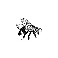 Honey bee vintage drawing icon isolated on white background