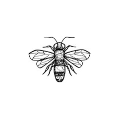 Bee and Honey logo hand drawn icon