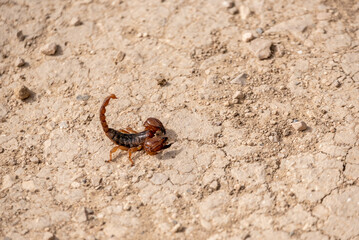 A scorpion at the arid soil of Volubilis