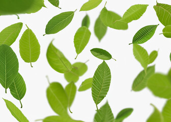 Fototapeta na wymiar fresh leaves flying around over white background, trendy levitation illustration created with generative ai technology