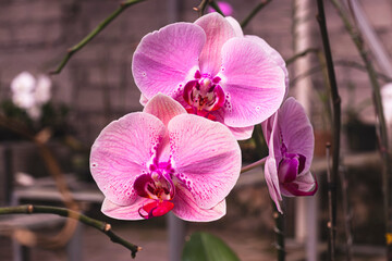 Beautiful pink orchid flowers isolated on blurred backgraound. Pink Phalaenopsis for decorative background.