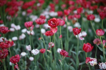 Beautiful tulips blooming in the park