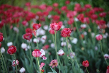 Fototapeta na wymiar Beautiful tulips blooming in the park