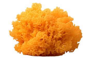 Sea sponge. Transparent background. generative AI